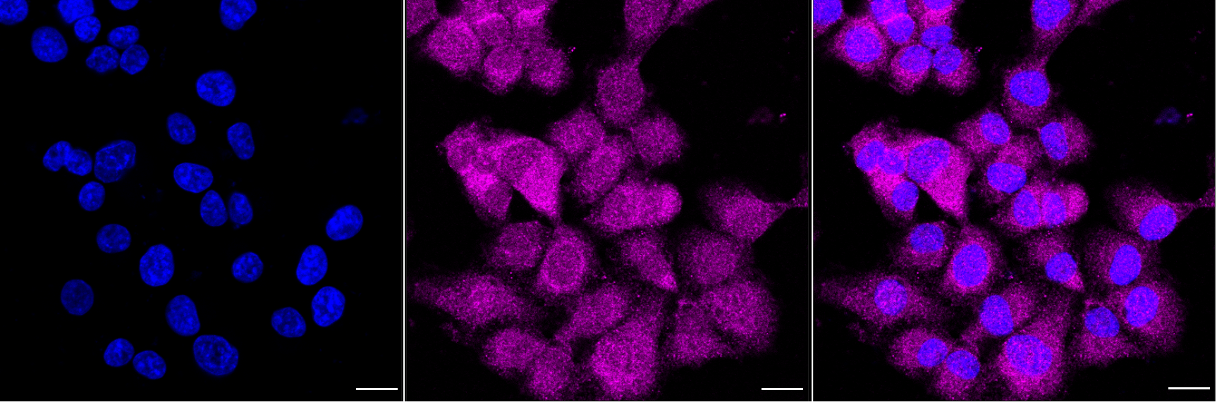 [KD Validated] Anti-PPA1 Rabbit mAb [38O92N05]