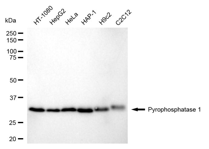 [KD Validated] Anti-PPA1 Rabbit mAb [38O92N05]