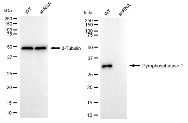 [KD Validated] Anti-PPA1 Rabbit mAb [38O92N05]