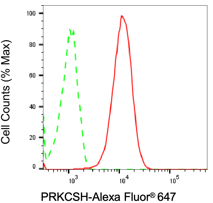 [KD Validated] Anti-PRKCSH Rabbit mAb [57A94F85]