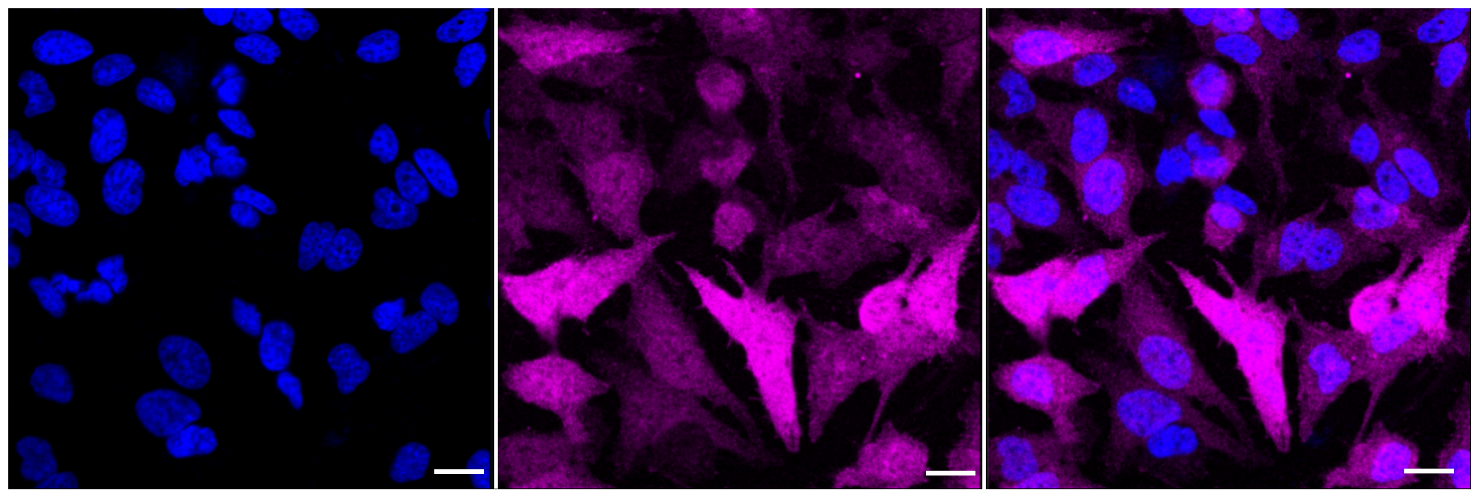 [KD Validated] Anti-DNAJC12 Rabbit mAb [49Q23N66]