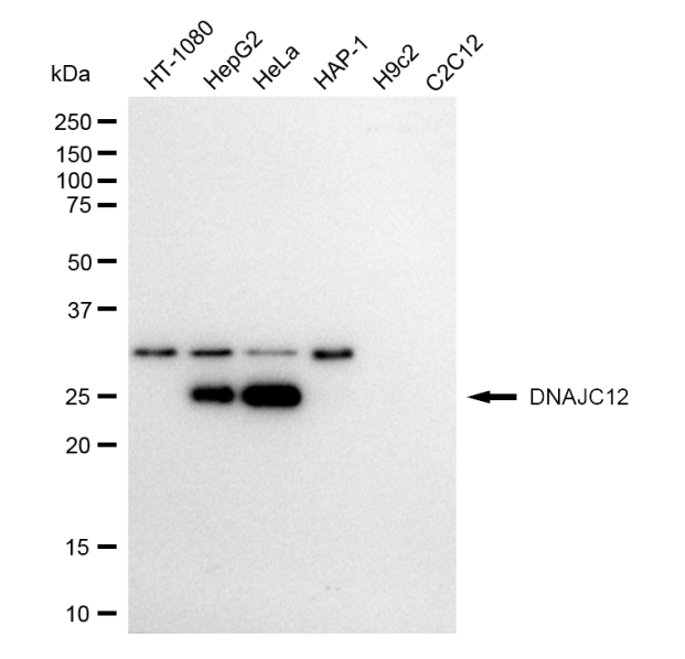 [KD Validated] Anti-DNAJC12 Rabbit mAb [49Q23N66]