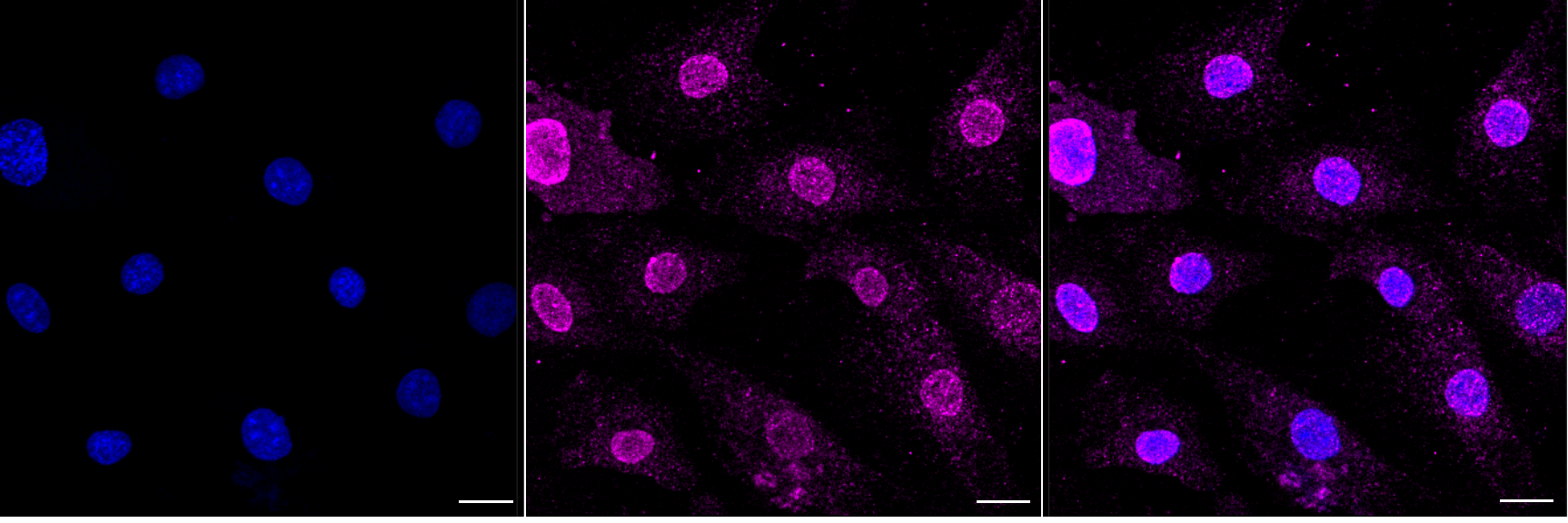 [KD Validated] Anti-PDK1 Rabbit mAb [47L88F57]