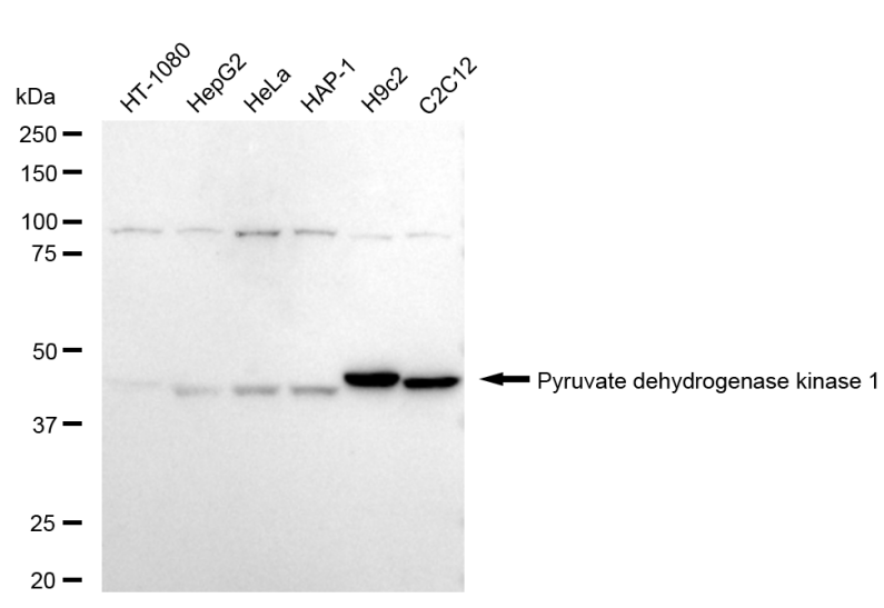 [KD Validated] Anti-PDK1 Rabbit mAb [47L88F57]