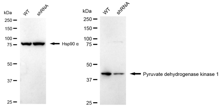 [KD Validated] Anti-PDK1 Rabbit mAb [47L88F57]