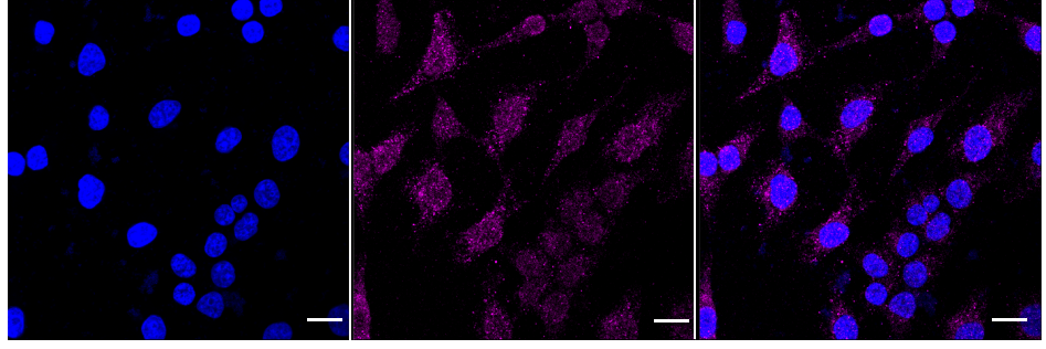 [KD Validated] Anti-PIK3C3 Rabbit mAb [61R86G49]