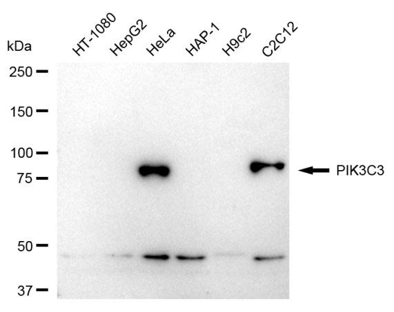 [KD Validated] Anti-PIK3C3 Rabbit mAb [61R86G49]