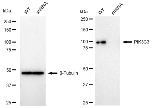 [KD Validated] Anti-PIK3C3 Rabbit mAb [61R86G49]