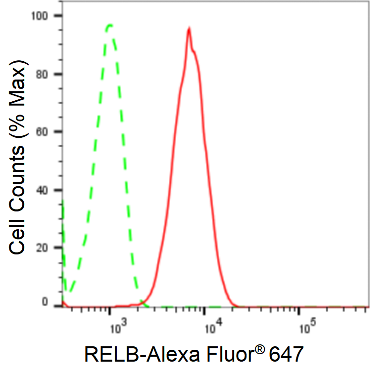 [KD Validated] Anti-RELB Rabbit mAb [50D62M31]