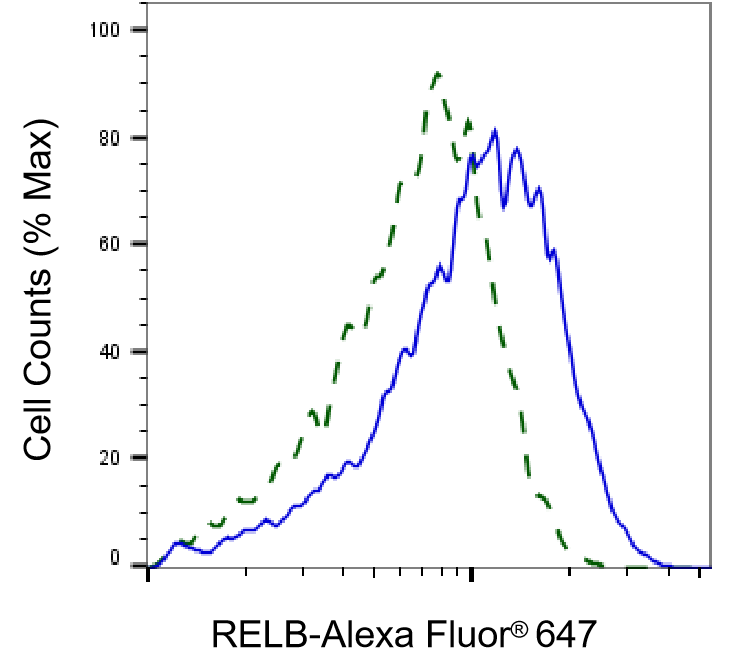 [KD Validated] Anti-RELB Rabbit mAb [50D62M31]