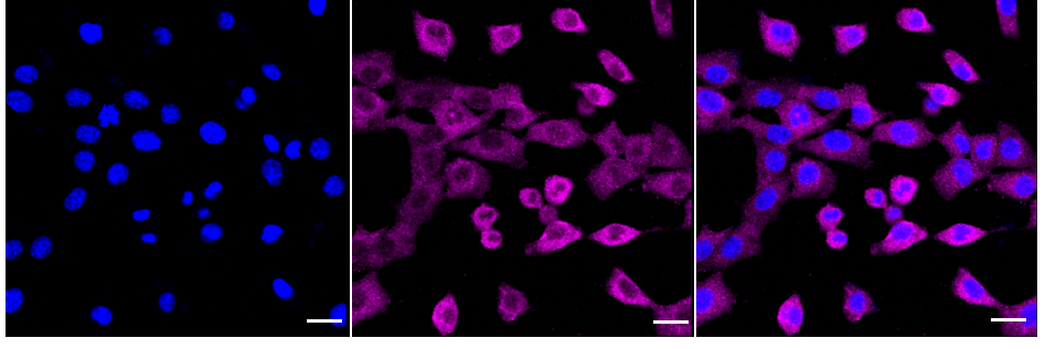 [KD Validated] Anti-RELB Rabbit mAb [50D62M31]