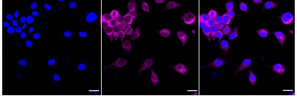 [KD Validated] Anti-RALBP1 Rabbit mAb [56N94H21]