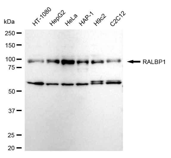 [KD Validated] Anti-RALBP1 Rabbit mAb [56N94H21]