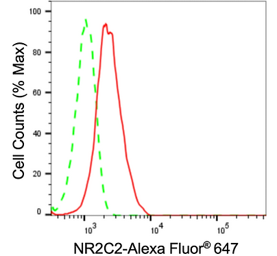 [KD Validated] Anti-NR2C2 Rabbit mAb [55B65Q86]