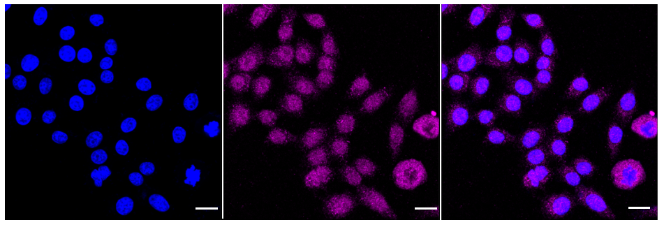[KD Validated] Anti-NR2C2 Rabbit mAb [55B65Q86]