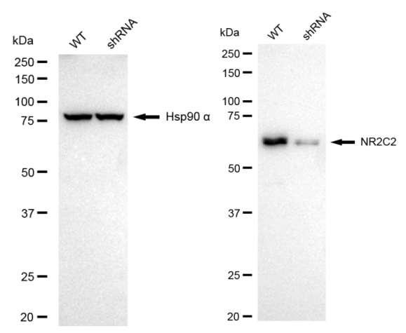 [KD Validated] Anti-NR2C2 Rabbit mAb [55B65Q86]