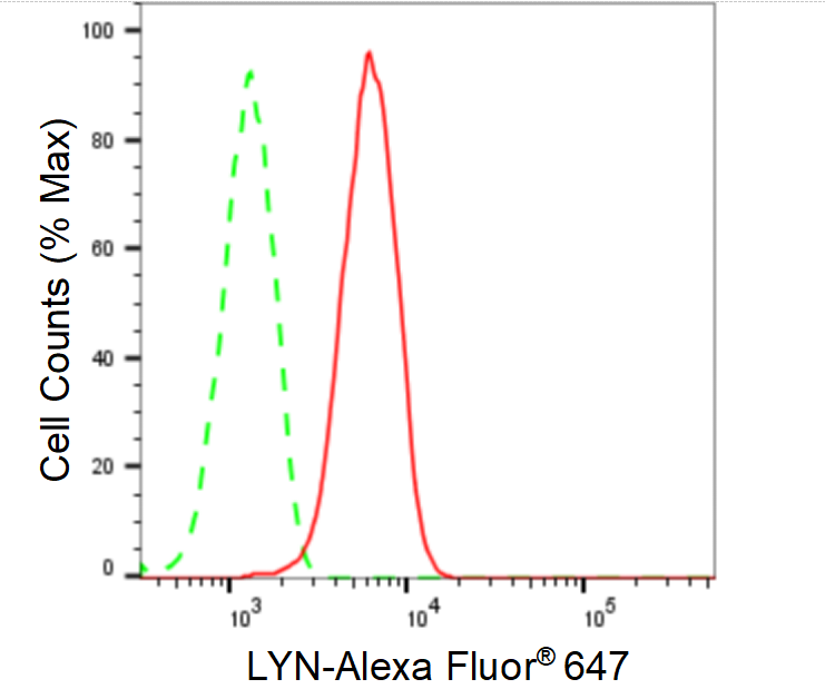 [KD Validated] Anti-LYN Rabbit mAb [64R85N39]