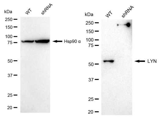 [KD Validated] Anti-LYN Rabbit mAb [64R85N39]