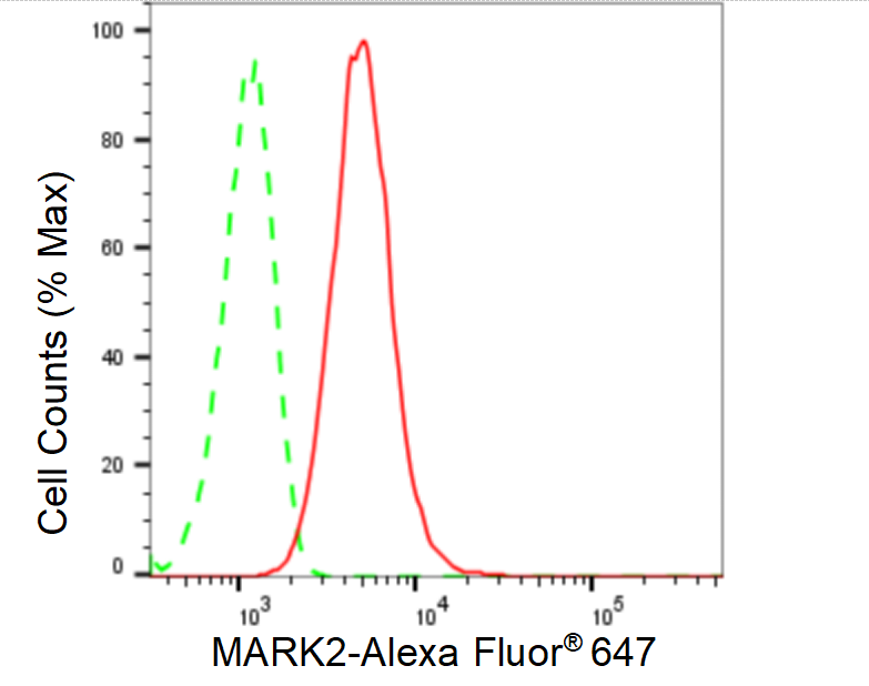 [KD Validated] Anti-MARK2 Rabbit mAb [69R85P77]