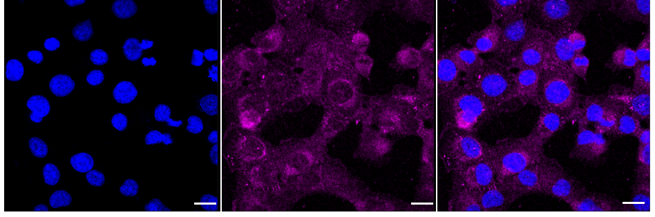 [KD Validated] Anti-MARK2 Rabbit mAb [69R85P77]