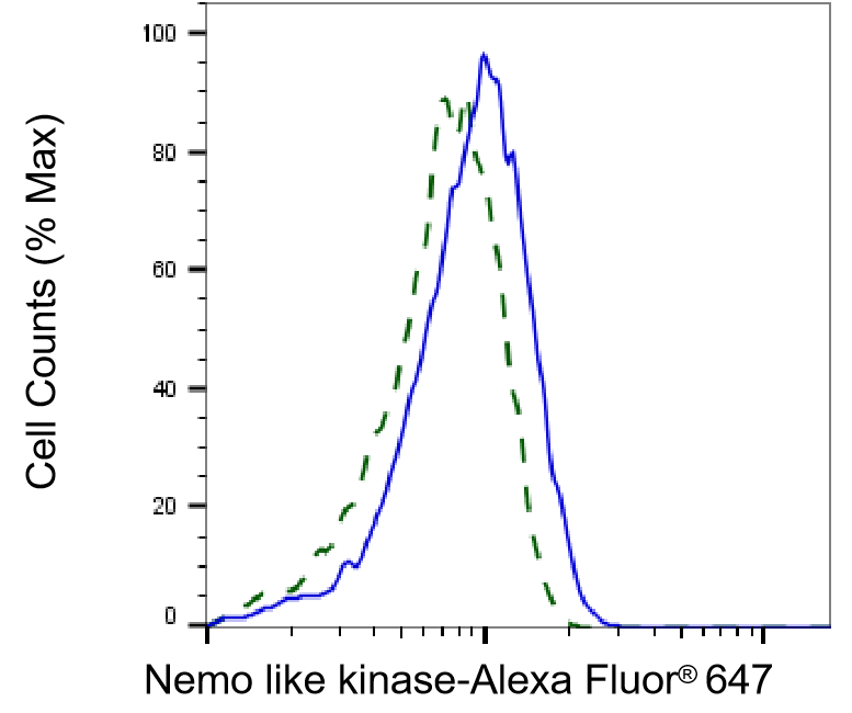 [KD Validated] Anti-NLK Rabbit mAb [58G02Q76]