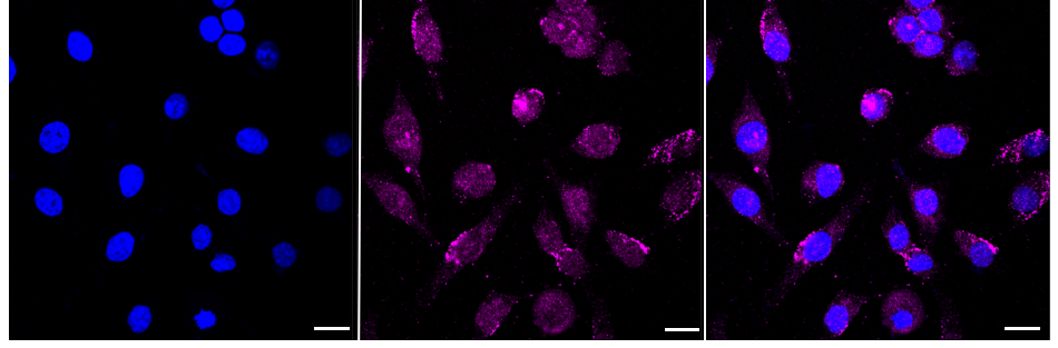 [KD Validated] Anti-NLK Rabbit mAb [58G02Q76]