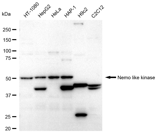 [KD Validated] Anti-NLK Rabbit mAb [58G02Q76]