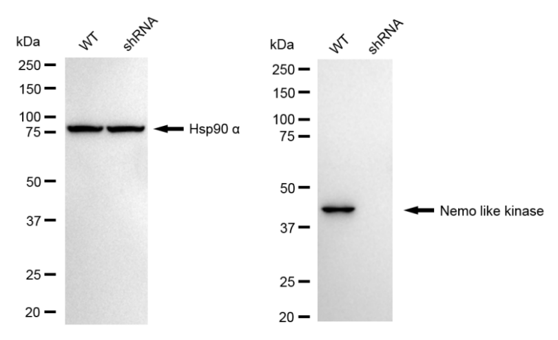 [KD Validated] Anti-NLK Rabbit mAb [58G02Q76]