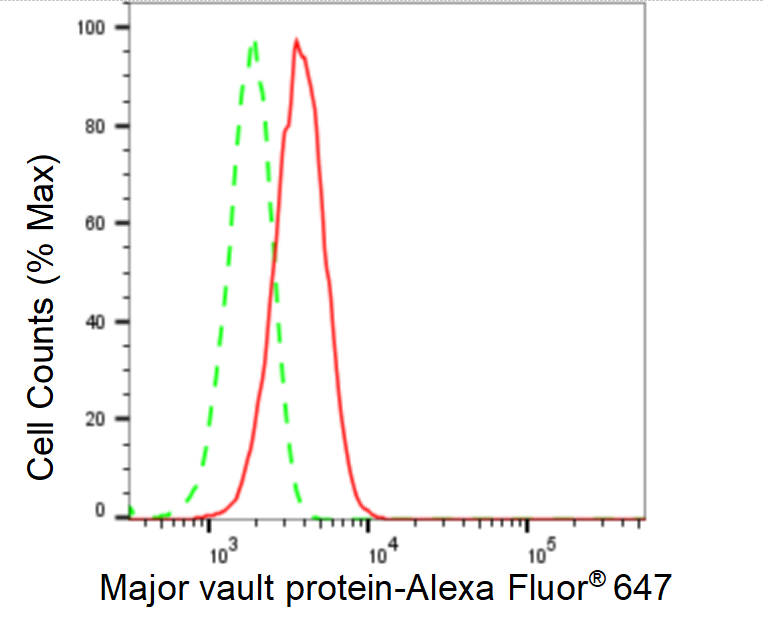 [KD Validated] Anti-MVP Rabbit mAb [43S87M42]