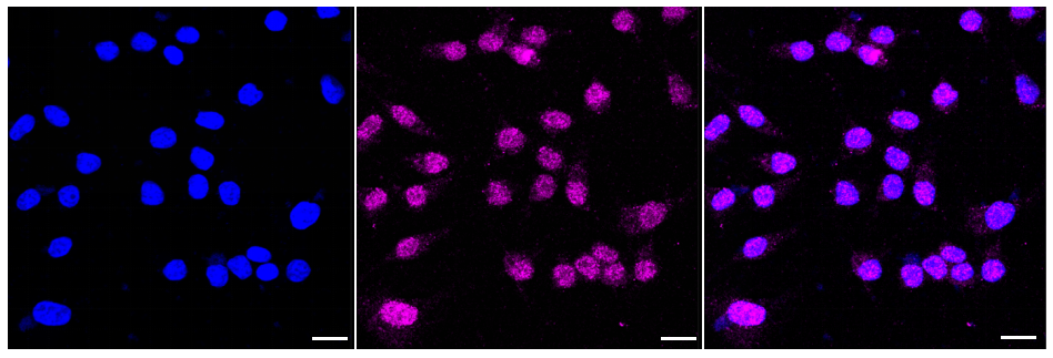 [KD Validated] Anti-MVP Rabbit mAb [43S87M42]