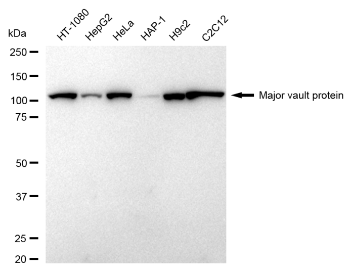 [KD Validated] Anti-MVP Rabbit mAb [43S87M42]