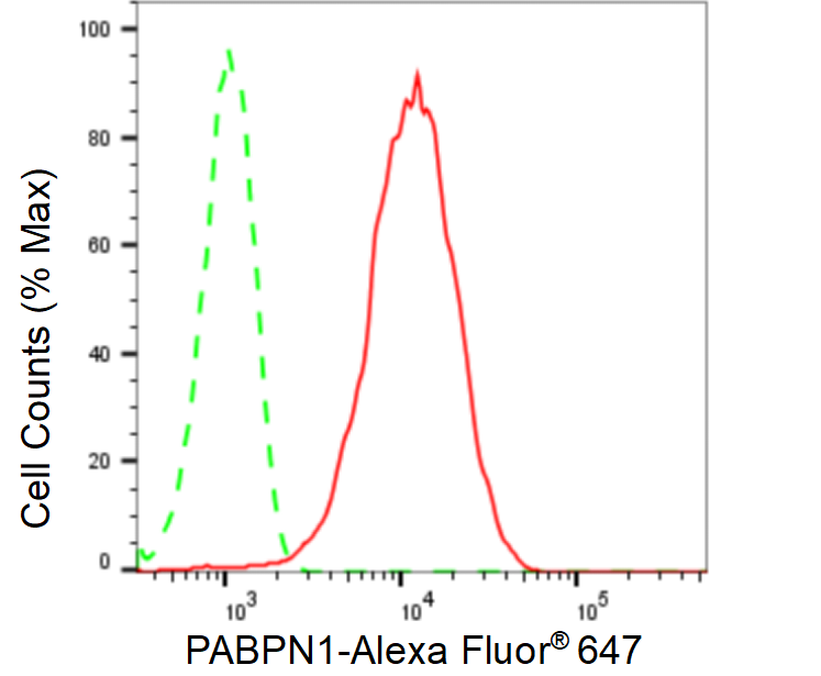 [KD Validated] Anti-PABPN1 Rabbit mAb [34M86B17]