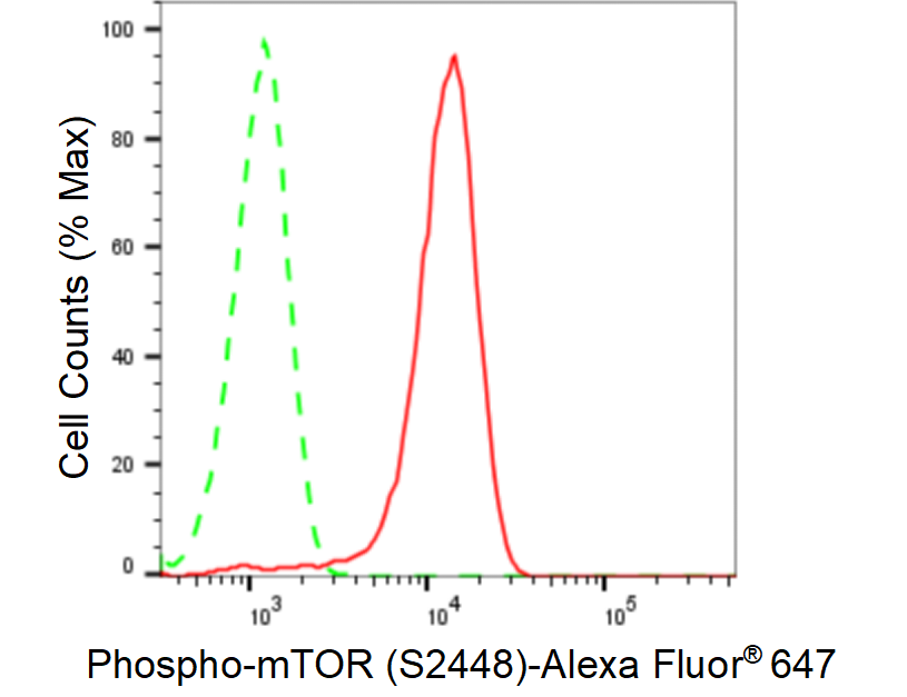 [KD Validated] Anti-MTOR Rabbit mAb [77C89N02]