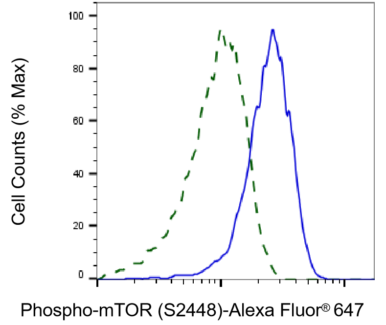 [KD Validated] Anti-MTOR Rabbit mAb [77C89N02]