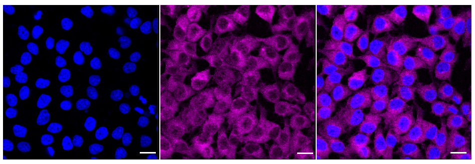 [KD Validated] Anti-MTOR Rabbit mAb [77C89N02]