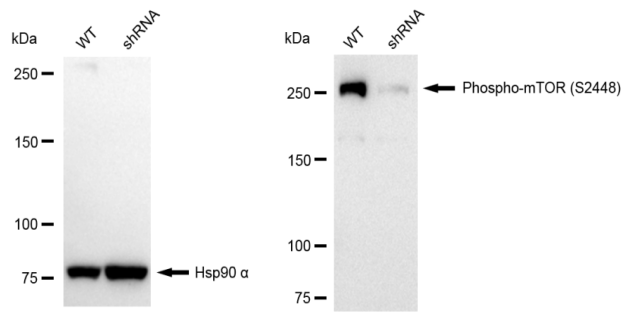 [KD Validated] Anti-MTOR Rabbit mAb [77C89N02]