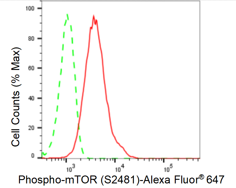 [KD Validated] Anti-MTOR Rabbit mAb [29L04Q66]
