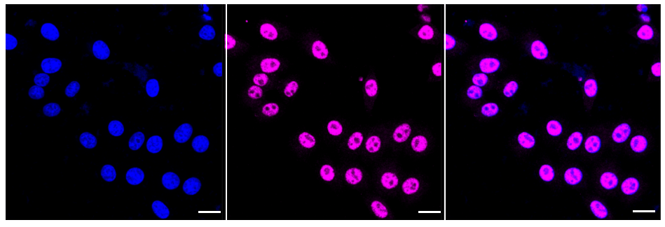 [KD Validated] Anti-MTOR Rabbit mAb [29L04Q66]