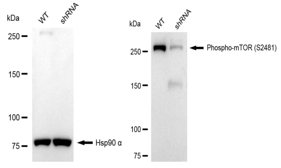 [KD Validated] Anti-MTOR Rabbit mAb [29L04Q66]