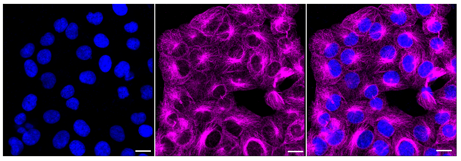 [KD Validated] Anti-MAPK10 Rabbit mAb [60P37R49]