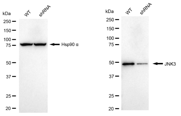 [KD Validated] Anti-MAPK10 Rabbit mAb [60P37R49]
