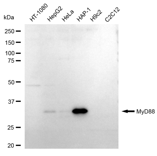 [KD Validated] Anti-MYD88 Rabbit mAb [94T79D17]