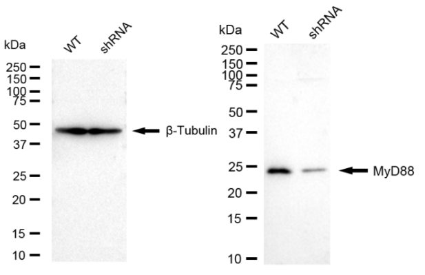 [KD Validated] Anti-MYD88 Rabbit mAb [94T79D17]
