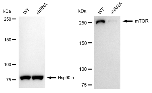 [KD Validated] Anti-MTOR Rabbit mAb [90Q34D27]