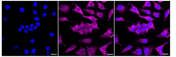 [KD Validated] Anti-MADD Rabbit mAb [68Q61R91]
