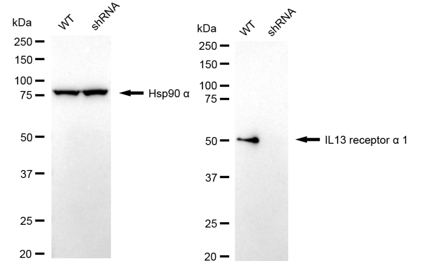 [KD Validated] Anti-IL13RA1 Rabbit mAb [55H40C93]