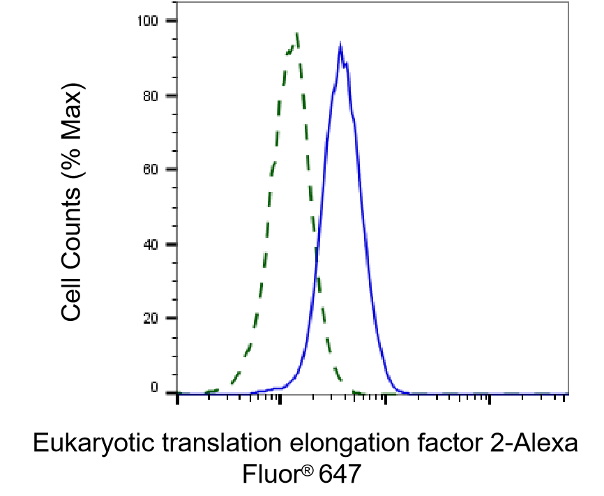 [KD Validated] Anti-EEF2 Rabbit mAb [11T98H86]