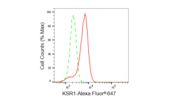 [KD Validated] Anti-KSR1 Rabbit mAb [10F41G01]
