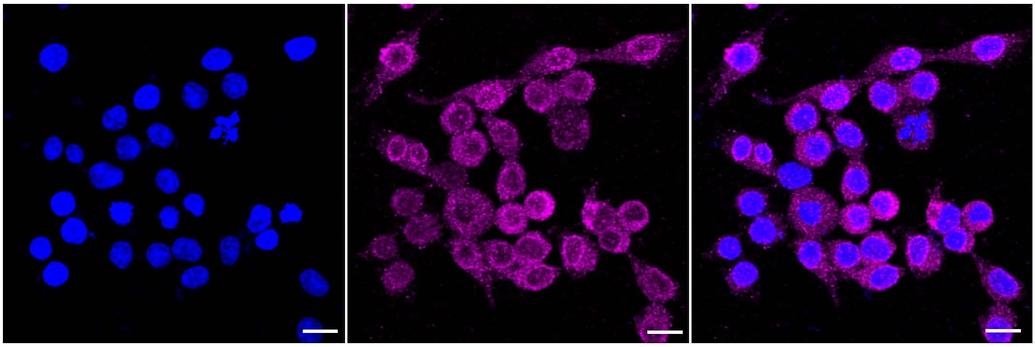 [KD Validated] Anti-KSR1 Rabbit mAb [10F41G01]