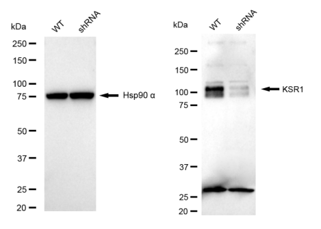 [KD Validated] Anti-KSR1 Rabbit mAb [10F41G01]